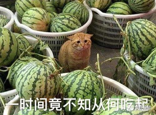 吃瓜就看黑料,黑料背后的真相与反思