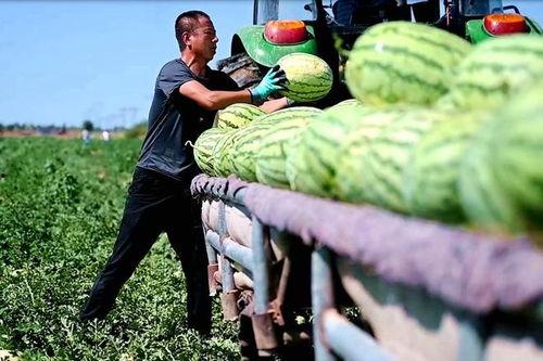 罗庄区吃瓜爆料,揭秘当地热点事件背后的真相