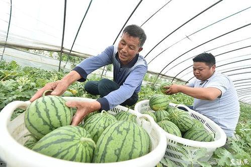 罗庄区吃瓜爆料,揭秘当地热点事件背后的真相