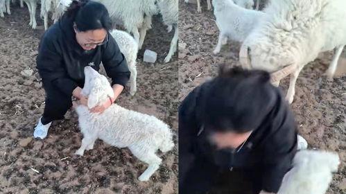 羊圈吃瓜爆料,揭秘娱乐圈背后的惊人真相