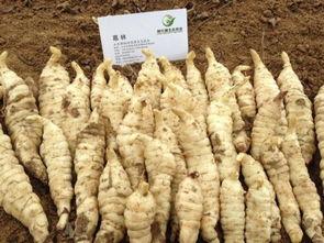 郓城吃瓜爆料,揭秘当地热点事件背后的真相