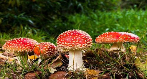 蘑菇视频吃瓜爆料,娱乐圈最新吃瓜大揭秘！