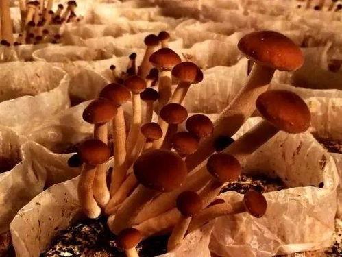 爆料蘑菇吃瓜,揭秘娱乐圈幕后真相