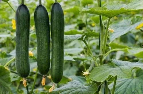 料黑吃瓜,网络舆论场中的暗流涌动
