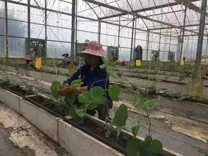 广西柳州吃瓜爆料,揭秘柳州街头美食风云录