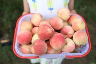 泡泡爆料吃瓜,泡泡爆料，吃瓜群众狂欢时刻