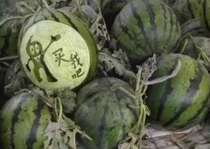 泉州吃瓜爆料视频,一场美食与八卦的盛宴