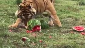 大猫吃瓜爆料,揭秘娱乐圈幕后真相