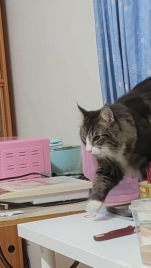 大猫吃瓜爆料,揭秘娱乐圈幕后真相