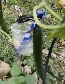 凉山吃瓜爆料视频,一场别开生面的乡村盛宴