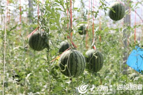 凉山吃瓜爆料视频,一场别开生面的乡村盛宴