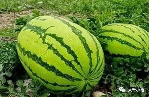 爆料吃瓜必吃大瓜,独家爆料，吃瓜必吃大瓜！