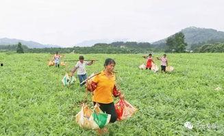 吃瓜爆料源头追踪,追踪网络八卦背后的真相