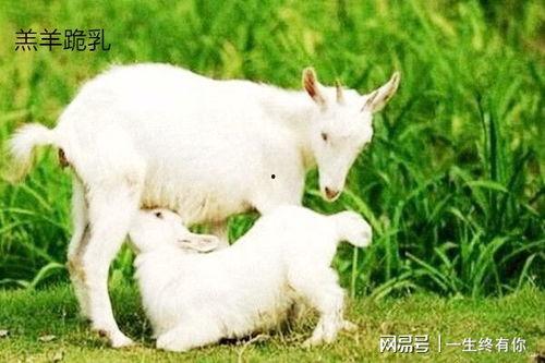 最新吃瓜爆料小羊,娱乐圈幕后真相大揭秘