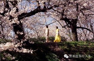 樱花电影网,一场跨越时空的浪漫邂逅