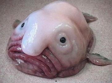 黄色黑料吃瓜,黄色黑料背后的真相与吃瓜指南