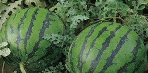 西瓜特效爆料吃瓜,吃瓜群众的狂欢盛宴