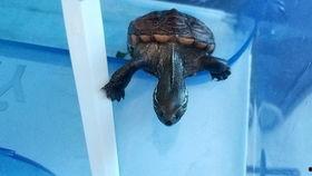 暗黑吃瓜爆料Hl,Hl背后的惊人真相揭露