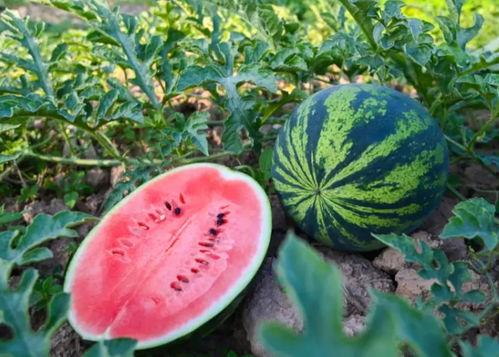 河南校园吃瓜爆料,揭秘校园内幕，真相令人震惊！