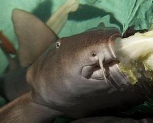 鲨鱼爆料吃瓜,揭秘娱乐圈吃瓜背后的真相