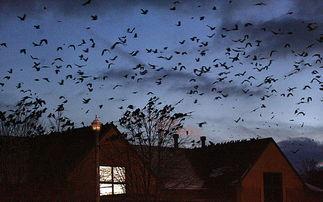 恐怖小镇电影,午夜惊魂，暗影笼罩下的生死逃亡