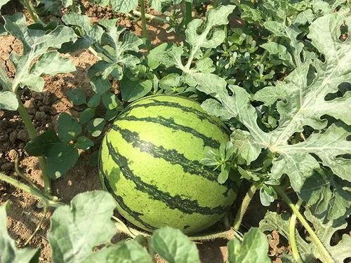 明吃瓜爆料,揭秘娱乐圈幕后真相