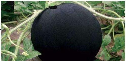 黑料吃瓜不,黑料背后的真相与八卦风云