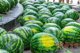 爆料大学吃瓜,大学吃瓜事件大揭秘