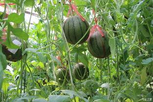 黑瓜吃料论坛,揭秘美食背后的故事与技巧