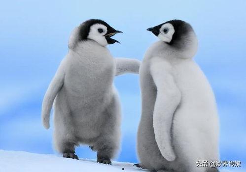 企鹅吃瓜爆料图片,揭秘娱乐圈幕后真相