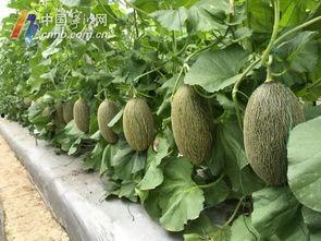 宁波吃瓜爆料,揭秘当地美食江湖风云