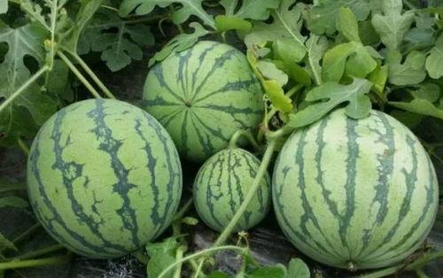 黑料吃瓜云南,黑料吃瓜背后的真相与争议